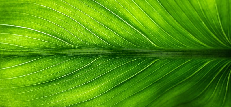 Eco-Friendly Living Hacks